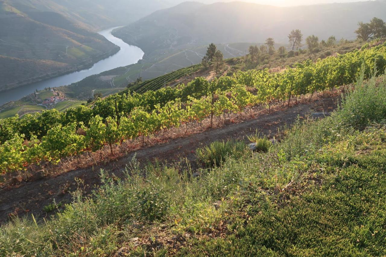 Stay At The Winemaker Ervedosa do Douro Екстериор снимка