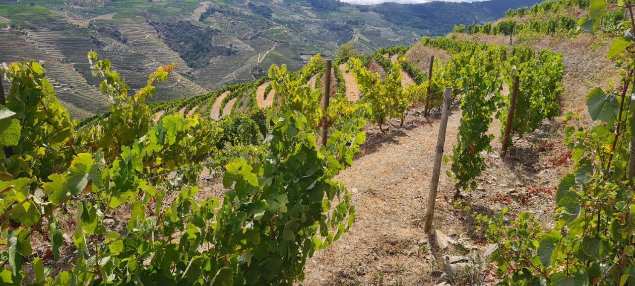 Stay At The Winemaker Ervedosa do Douro Екстериор снимка